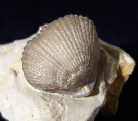 Sonstige - Brachiopoden - Cyclothyris globosa (ARNAUD 1872)